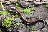 Inyo Mountains Slender Salamander