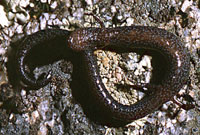 Greenhorn Mountains Slender Salamander