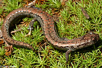 Kern Plateau Slender Salamander