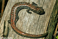 Kern Plateau Slender Salamander