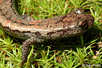 Kern Plateau Slender Salamander