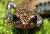 Kern Plateau Slender Salamander