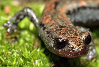 Kern Plateau Slender Salamander