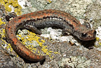 Kern Plateau Slender Salamander