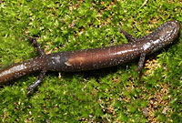 Kern Plateau Slender Salamander