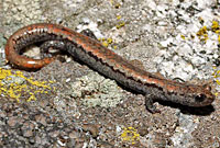 Kern Plateau Slender Salamander