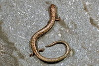 Gregarious Slender Salamander