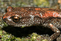 Kern Canyon Slender Salamander