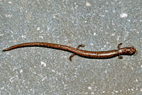 Gregarious Slender Salamander