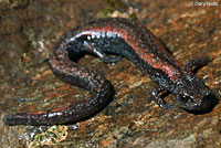 Fairview Slender Salamander