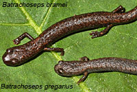 Gregarious Slender Salamander Comparison