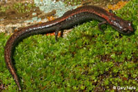 Kern Canyon Slender Salamander