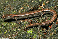 Kern Canyon Slender Salamander