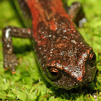 Kern Canyon Slender Salamander