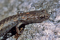 Kern Canyon Slender Salamander