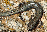 Kern Canyon Slender Salamander