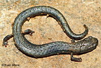 Kern Canyon Slender Salamander