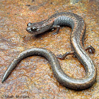 Kern Canyon Slender Salamander