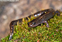 Relictual Slender Salamander