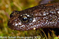 Relictual Slender Salamander