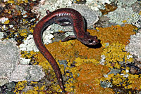 Tehachapi Slender Salamander