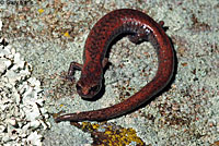 Tehachapi Slender Salamander