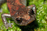 Tehachapi Slender Salamander