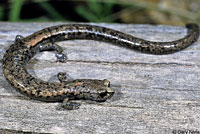 Tehachapi Slender Salamander