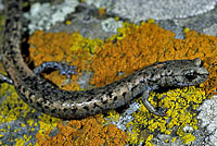 Tehachapi Slender Salamander