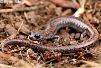 Tehachapi Slender Salamander