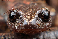 Tehachapi Slender Salamander