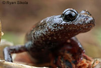 Tehachapi Slender Salamander