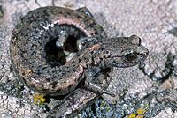 Tehachapi Slender Salamander