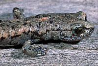 Tehachapi Slender Salamander