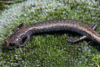 Tehachapi Slender Salamander