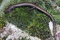 Tehachapi Slender Salamander