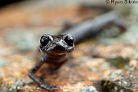 Tehachapi Slender Salamander