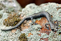 Tehachapi Slender Salamander