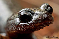 Tehachapi Slender Salamander