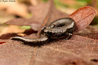 Black-bellied Slender Salamander comparison