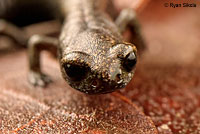 Black-bellied Slender Salamander comparison