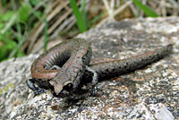 Tehachapi Slender Salamander