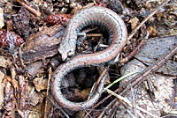 Tehachapi Slender Salamander