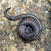 Tehachapi Slender Salamander