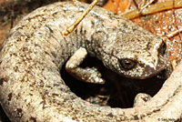 Tehachapi Slender Salamander