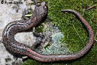 Tehachapi Slender Salamander