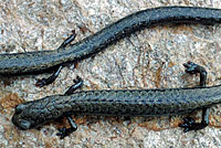 Black-bellied Slender Salamander comparison