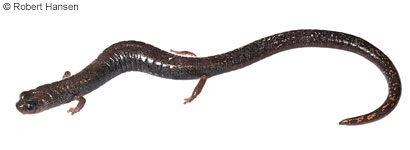 Lesser Slender Salamander