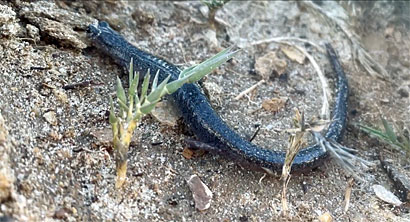 Arguello Slender Salamander