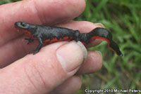 salamander